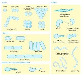 Shape of bacteria