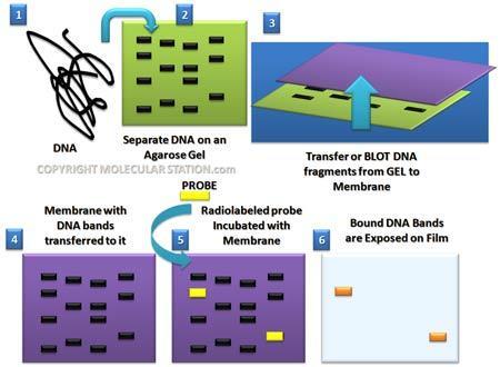 http://www.molecularstation.com/dna/southern-blot/