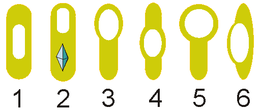 The location of the endospore in the cell