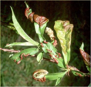 Őstömlősök (Hemiascomycetes)