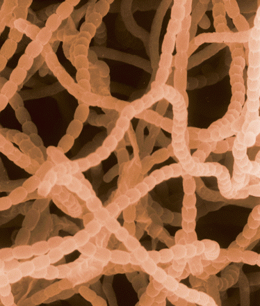 Sztreptomyces