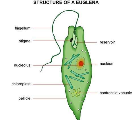 Euglena