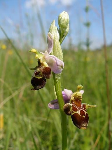 Szarvas bangó (Ophrys scolopax)