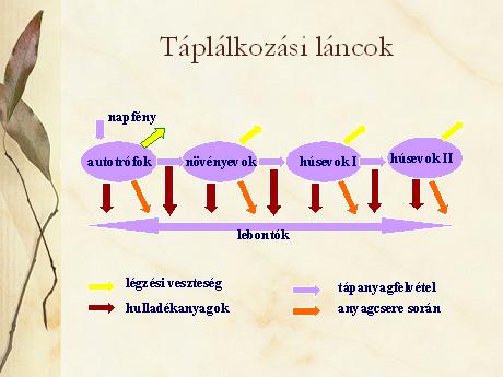 Táplálkozási lánc