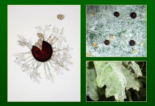 Tölgy lisztharmat (Microsphaera quercina)