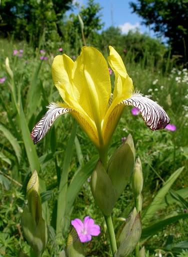 Tarka nőszirom (Iris variegata)