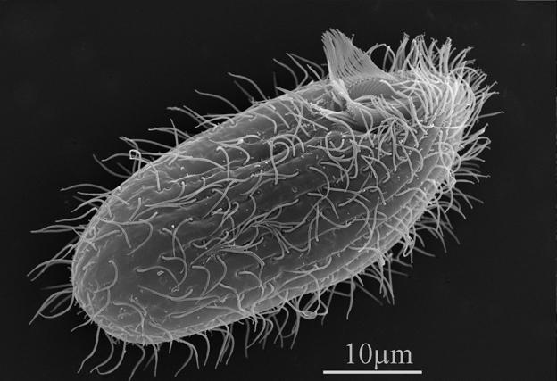 Tetrahymena thermophila