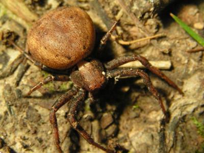 Xysticus luctator
