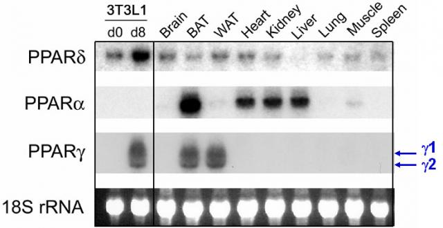 Northern blot analysis