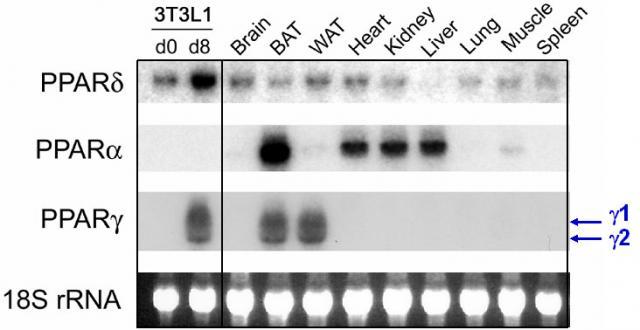 http://www2.niddk.nih.gov/NIDDKLabs/IntramuralFaculty/GeResearchImages.htm