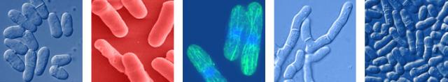 http://www.broadinstitute.org/annotation/genome/schizosaccharomyces_group/assets