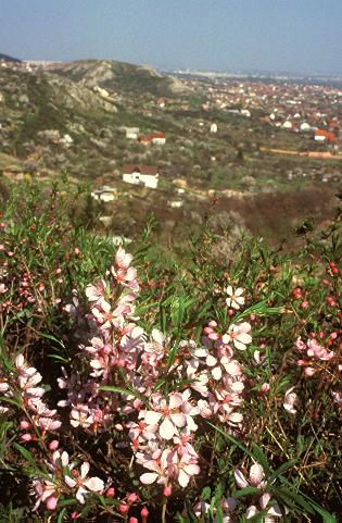 Törpemandula (Amygdaletum nanae)