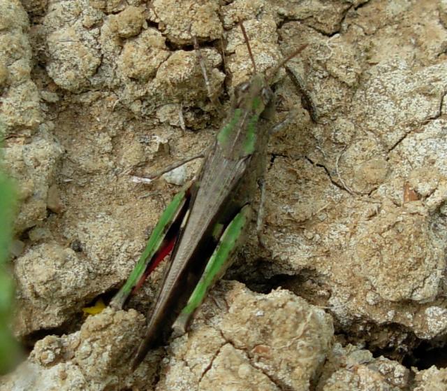 Áttelelő sáska