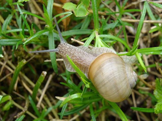 Ugarcsiga