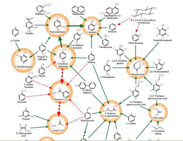 University of Minnesota Biocatalysis/Biodegradation Database