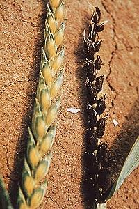 Búza-porüszög (Ustilago tritici)
