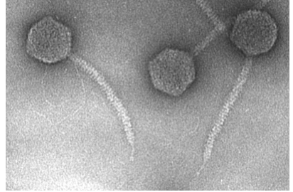 Binal virus
