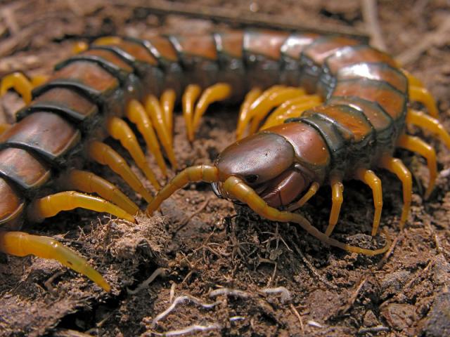 Öves szkolopendra