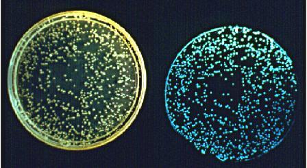 Vibrio fischeri