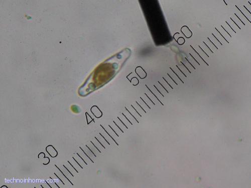 Determination of cell length