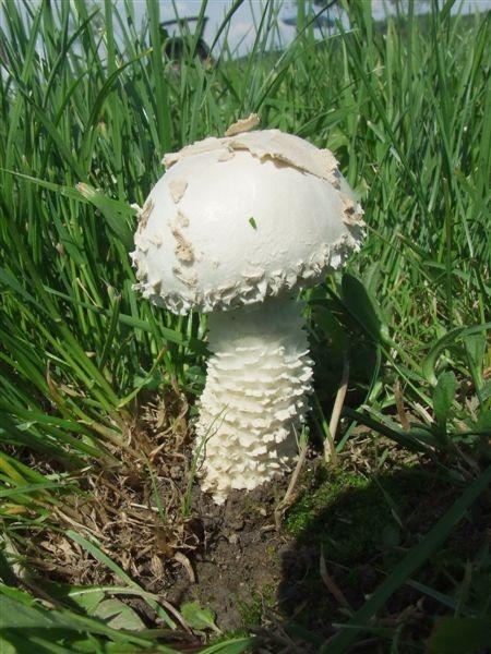 Őzlábgalóca, Amanita vittadinii