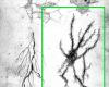 Dictyostelium discoideum