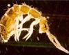 Collembola faj