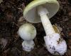 Amanita phalloides 