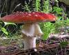 Amanita muscaria