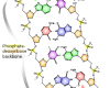 http://upload.wikimedia.org/wikipedia/commons/thumb/e/e4/DNA_chemical_structure.