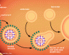 http://www.britannica.com/EBchecked/topic-art/630244/696/Schematic-structure-of-