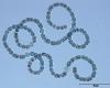 Anabaena flos-aquae