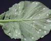 Albugo candida
