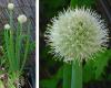 Allium cepa