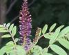 http://en.wikipedia.org/wiki/File:Amorpha_fruticosa_05.JPG