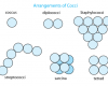 Arrangement of cocci