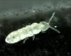 Collembola állatka