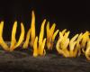 Calocera cornea (Árszerű enyves-korallgomba)