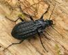 Ground beetle