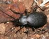 Carabus coriaceus