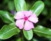 http://www.nybg.org/bsci/belize/Catharanthus_roseus_1.jpg