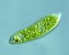 Euglena