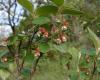 Fekete madárbirs (Cotoneaster niger)