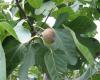 http://www.agroatlas.ru/en/content/related/Ficus_carica/