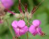 http://en.wikipedia.org/wiki/File:Geranium_macrorrhizum_flowers.jpg