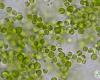 Chlorella vulgaris Beij.