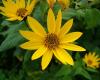 http://www.aphotoflora.com/DevonandCornwall/Helianthus%20tuberosus-fcu-09-10-07.