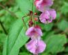 http://en.wikipedia.org/wiki/File:Impatiens_Glandulifera.jpg