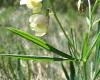 Magyar lednek (Lathyrus Pannonicus subsp. collinus)