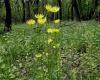 Magyar zergevirág (Doronicum hungaricum)